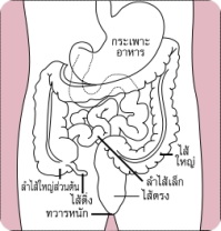 ใส้ติ่ง.jpg