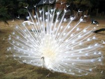 white peacocks.jpg