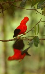 Andean cock-of-the rock.jpg