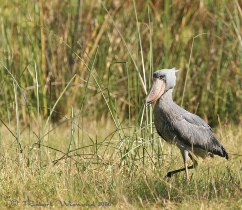 shoebill.jpg