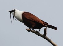 three-wattled.jpg