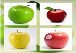 แอปเปิลต่างสี.jpg