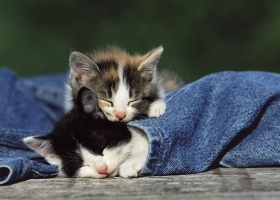 Cute Cats Wallpapers  5