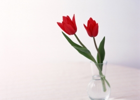 Beautiful Flowers  Wallpapers 57