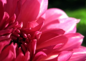 Beautiful Flowers Wallpapers 52