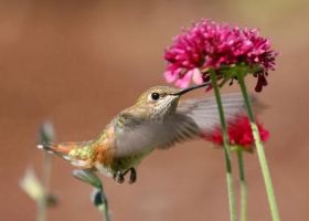 Beautiful Birds Around the World Wallpapers 3