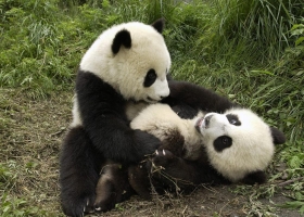 Amazing Animals   Wallpapers 15