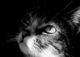 Cute Cats Wallpapers  2