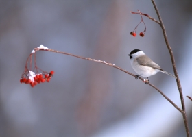 Beautiful Birds Around the World Wallpapers 7