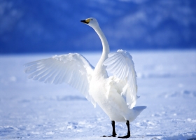 Beautiful Birds Around the World Wallpapers 1