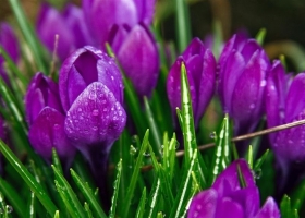 Beautiful Blooming Flowers HD Wallpapers 2