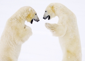 Amazing Set of Funny Animal HD Wallpapers 2