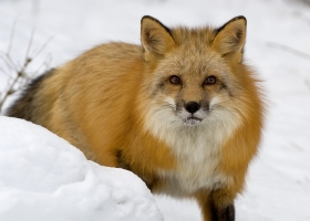 HD Animals Wallpapers 1