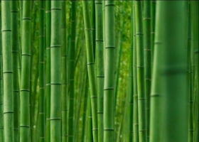 ต้นไผ่ในญี่ปุ่น