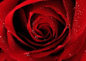 Beautiful Flowers Wallpapers 40