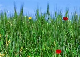 Flowers Dual Screen 1