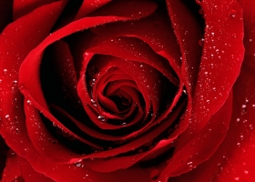 Beautiful Flowers Wallpapers 41