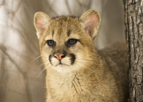 Cute Cats Wallpapers  6