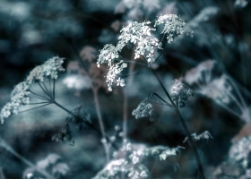 Wallpapers Of Tribal Juju 114