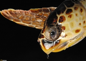 National Geographic Wallpapers Collection 2009 -13