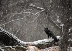 Amazing Animals Wallpapers 1