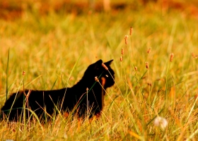 National Geographic  Collection WallPapers  36