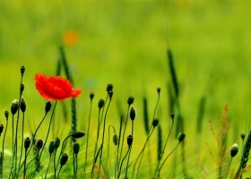 SuperPack Beautiful Nature HD Wallpapers 7