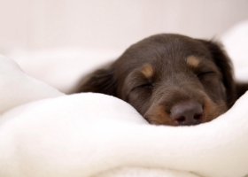 Cute Dogs HD Wallpapers Collection 1