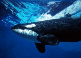 Deep Blue Sea Wallpapers 5