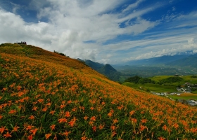 ดอกไม้แห่งทุ่งกว้าง