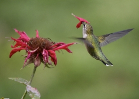 National Geographic  Collection WallPapers  25