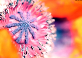 Beautiful Flowers Wallpapers 50