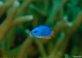 National Geographic Wallpapers Collection 2008 -6