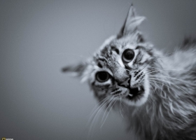 National Geographic Collection WallPapers 48