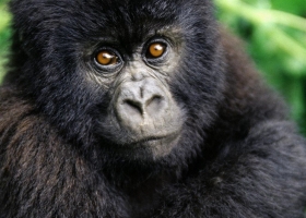 Amazing Animals   Wallpapers 12