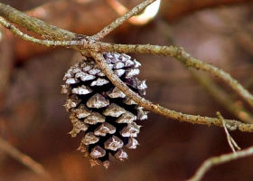 Beautiful Trees Land of Forest  Wallpapers 1