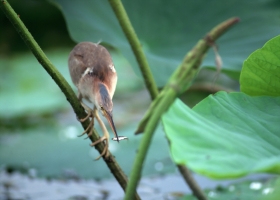 Beautiful Birds Around the World Wallpapers 6