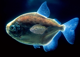 Beautiful Deep Blue Sea Animals Wallpapers 1