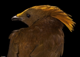 National Geographic  Collection WallPapers  31