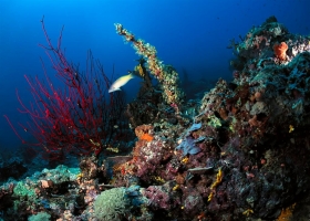 Amazing Underwater Wallpapers 2