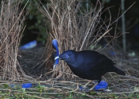 National Geographic  Collection WallPapers  27