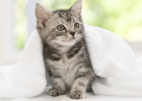 Amazing Set of Funny Animal HD Wallpapers 1