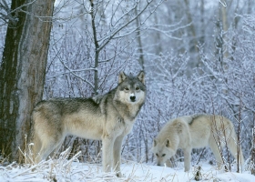 Wonderful Nature Wide Screen Wallpapers 9