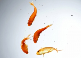 Underwater Wallpapers 2