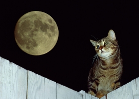 Wonderful Animals HQ Wallpapers 4