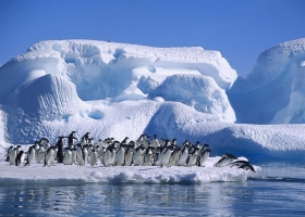 Amazing Animals   Wallpapers 18