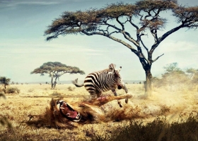 Lion HD Copmuter  Wallpapers 3