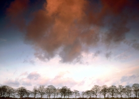 Trees Scenes HQ Wallpaper 1