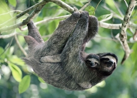 Amazing Animals Wallpapers 6