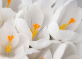 Beautiful Flowers Wallpapers 36